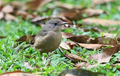 Little Shrikethrush